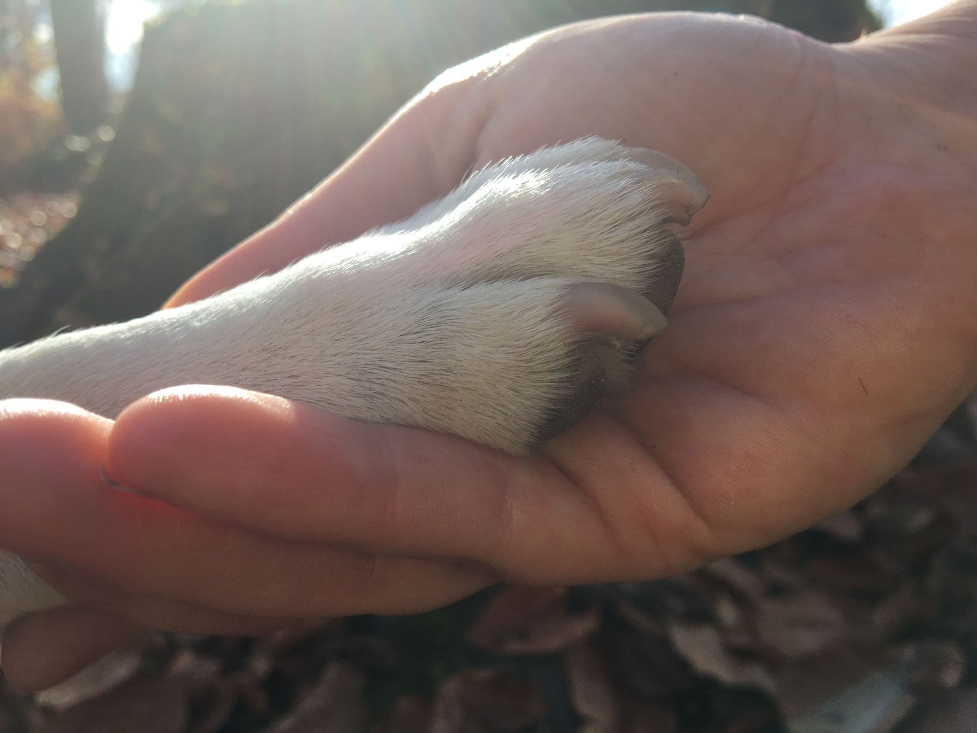 Hand hält Hundepfote